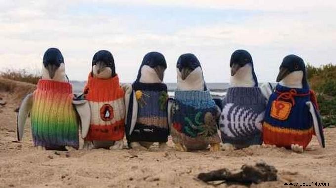 Australia s Oldest Man Knits Sweaters For Injured Penguins. 