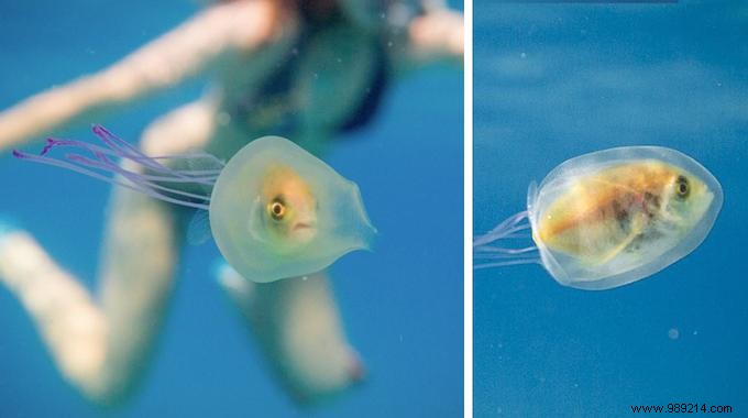 Unusual:A Prisoner Fish Inside a Jellyfish Has Been Caught on Photo! 