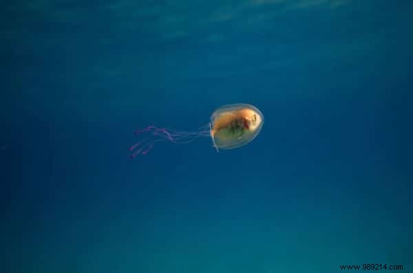 Unusual:A Prisoner Fish Inside a Jellyfish Has Been Caught on Photo! 