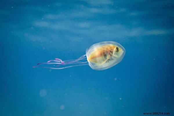 Unusual:A Prisoner Fish Inside a Jellyfish Has Been Caught on Photo! 