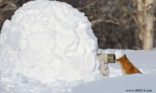 20 Photos That Prove Being a Wildlife Photographer Is the Best Job in the World. 