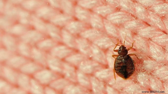 Here s How To Tell If There Are Bed Bugs In Your Hotel Room. 