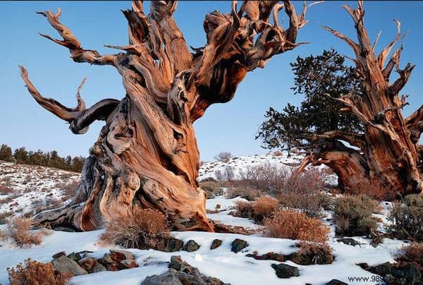 The 10 Most AMAZING Trees in the World. 