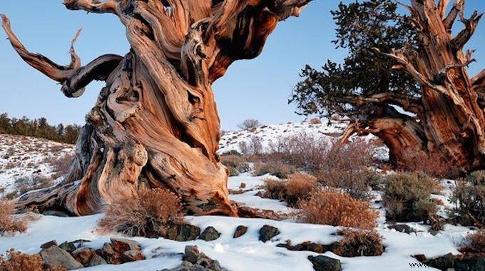 The 10 Most AMAZING Trees in the World. 