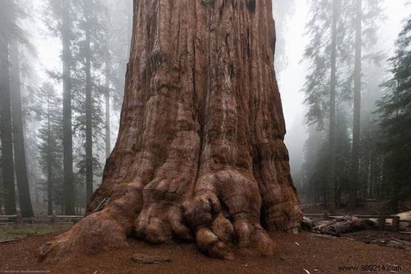 The 10 Most AMAZING Trees in the World. 