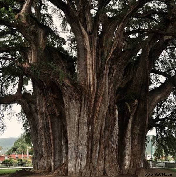 The 10 Most AMAZING Trees in the World. 