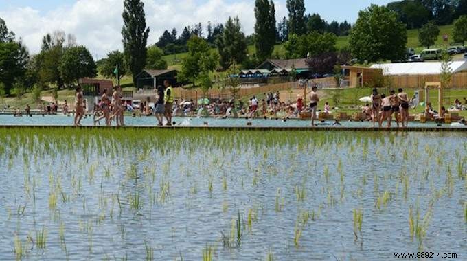 Belgium Opens the Doors of Its FIRST Organic Municipal Swimming Pool. 