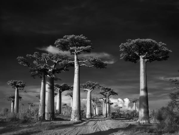 The 19 Oldest And Most Incredible Trees In The World. 