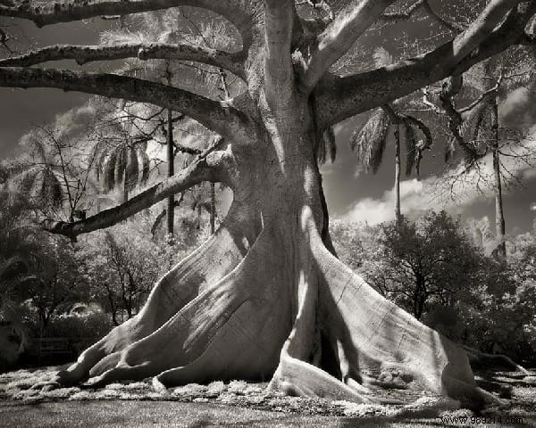 The 19 Oldest And Most Incredible Trees In The World. 