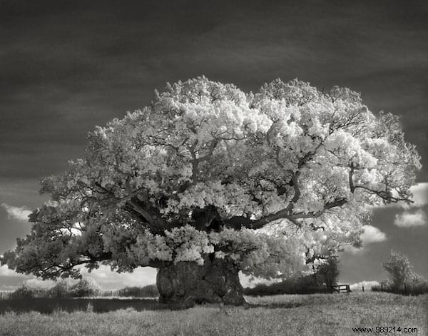 The 19 Oldest And Most Incredible Trees In The World. 