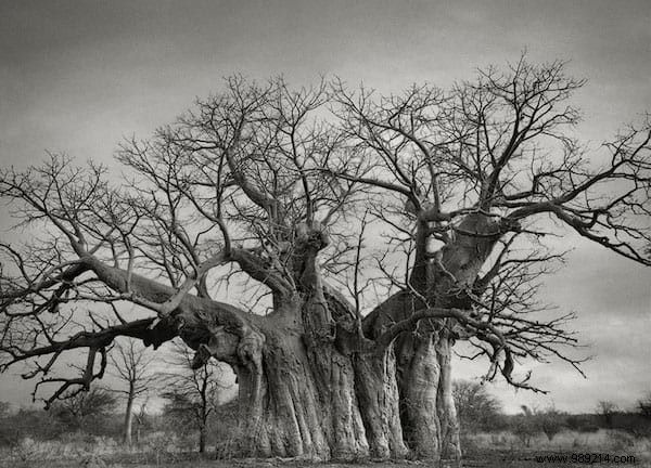 The 19 Oldest And Most Incredible Trees In The World. 