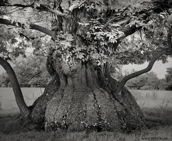 The 19 Oldest And Most Incredible Trees In The World. 