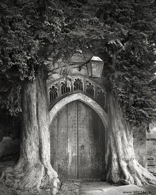 The 19 Oldest And Most Incredible Trees In The World. 