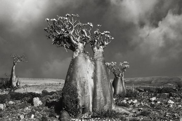 The 19 Oldest And Most Incredible Trees In The World. 