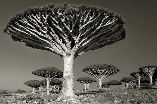 The 19 Oldest And Most Incredible Trees In The World. 