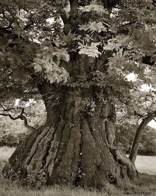 The 19 Oldest And Most Incredible Trees In The World. 