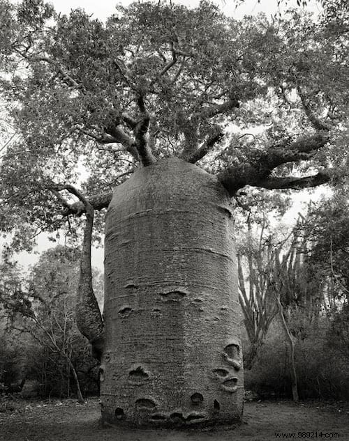 The 19 Oldest And Most Incredible Trees In The World. 