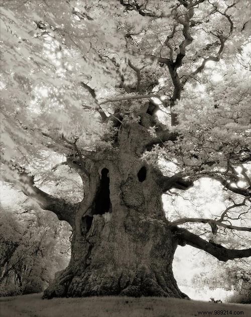 The 19 Oldest And Most Incredible Trees In The World. 