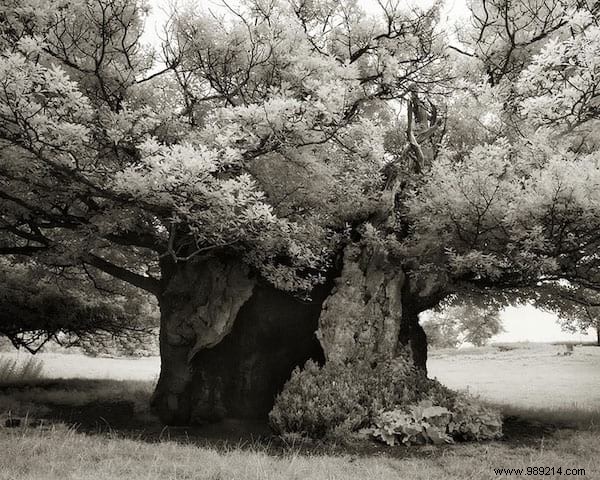 The 19 Oldest And Most Incredible Trees In The World. 