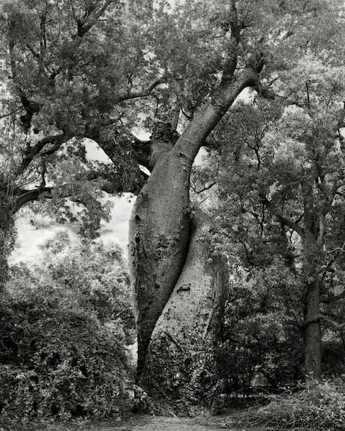 The 19 Oldest And Most Incredible Trees In The World. 