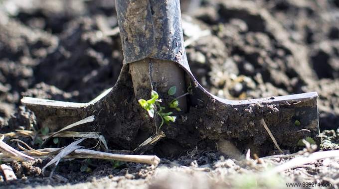 Hoe your garden to save water. 