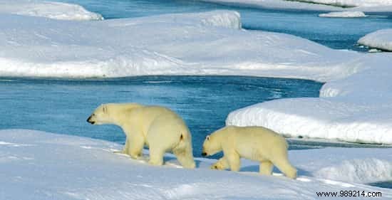 This Photo Of A Polar Bear Proves It s Really Time To Take Action For The Planet. 