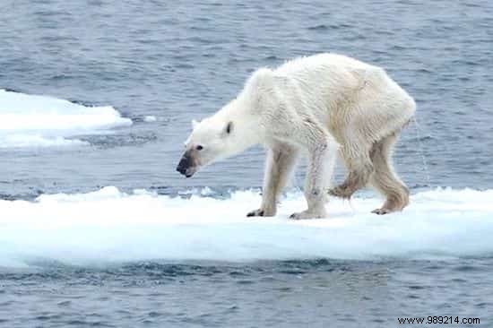 This Photo Of A Polar Bear Proves It s Really Time To Take Action For The Planet. 