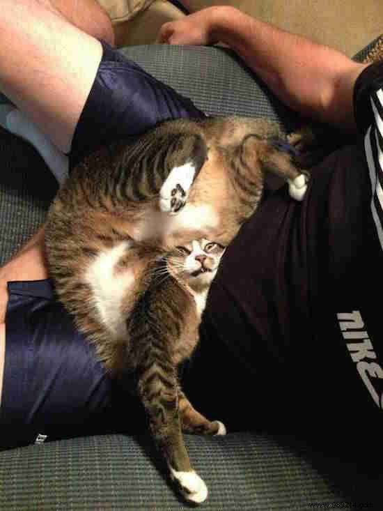 17 Cat Photos That Are Definitely the Best Cat Photos Ever Taken. 