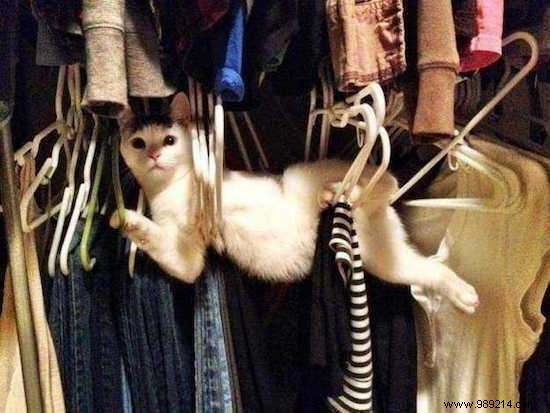 17 Cat Photos That Are Definitely the Best Cat Photos Ever Taken. 