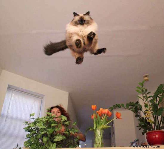 17 Cat Photos That Are Definitely the Best Cat Photos Ever Taken. 