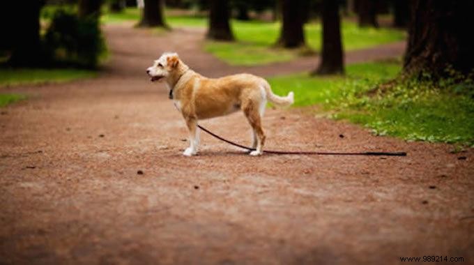 Amazing Trick To Find A Lost Dog. 