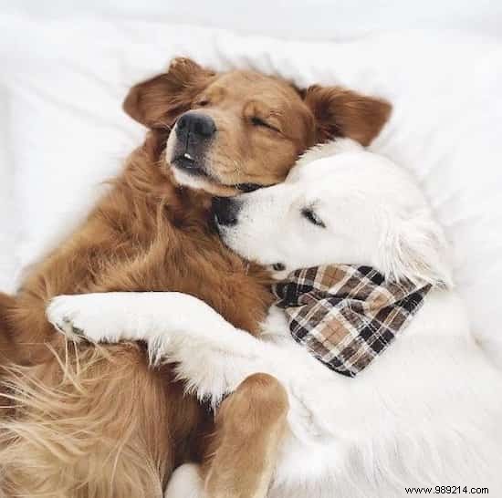 This Dog Knows Exactly How To Calm His Brothers Anxiety. 