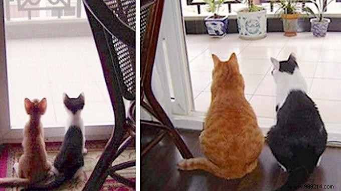 39 Before/After Photos That Show How Love Changed These Cats  Lives. 