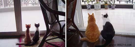 39 Before/After Photos That Show How Love Changed These Cats  Lives. 