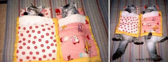 39 Before/After Photos That Show How Love Changed These Cats  Lives. 