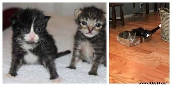 39 Before/After Photos That Show How Love Changed These Cats  Lives. 