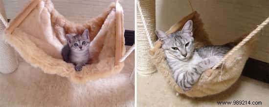 39 Before/After Photos That Show How Love Changed These Cats  Lives. 