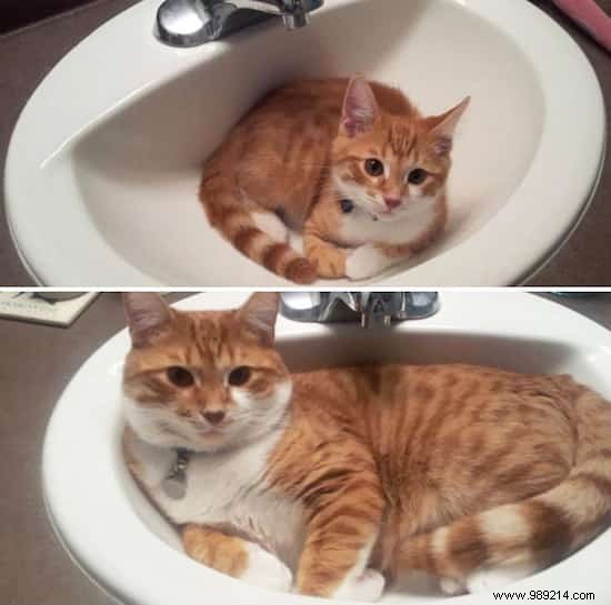 39 Before/After Photos That Show How Love Changed These Cats  Lives. 