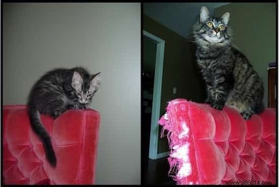 39 Before/After Photos That Show How Love Changed These Cats  Lives. 