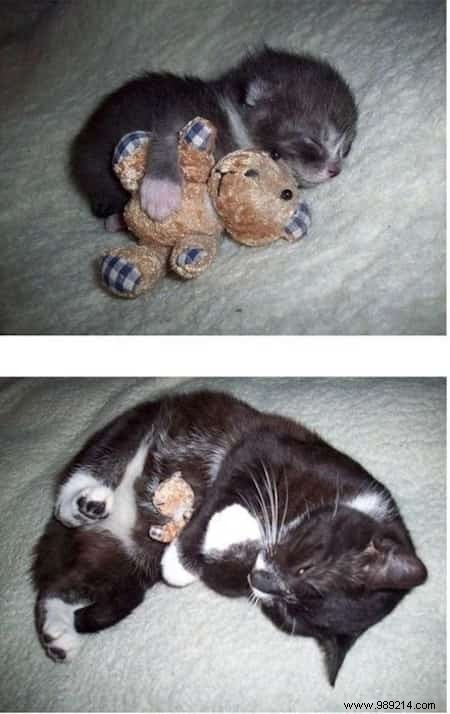 39 Before/After Photos That Show How Love Changed These Cats  Lives. 