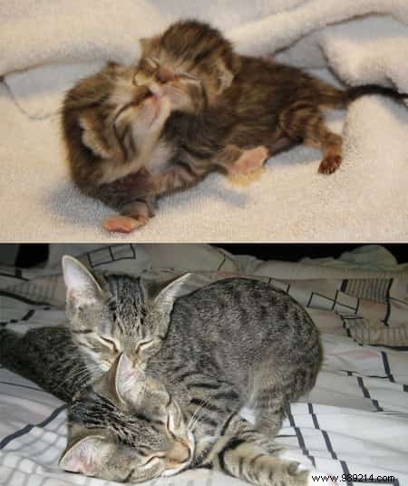 39 Before/After Photos That Show How Love Changed These Cats  Lives. 