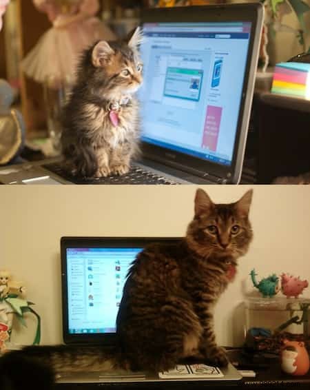 39 Before/After Photos That Show How Love Changed These Cats  Lives. 