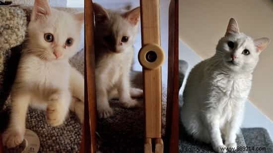 39 Before/After Photos That Show How Love Changed These Cats  Lives. 