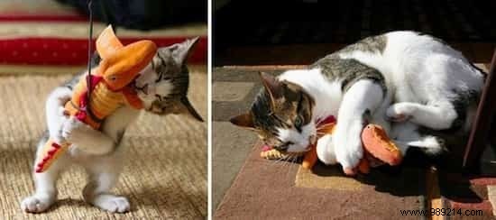 39 Before/After Photos That Show How Love Changed These Cats  Lives. 