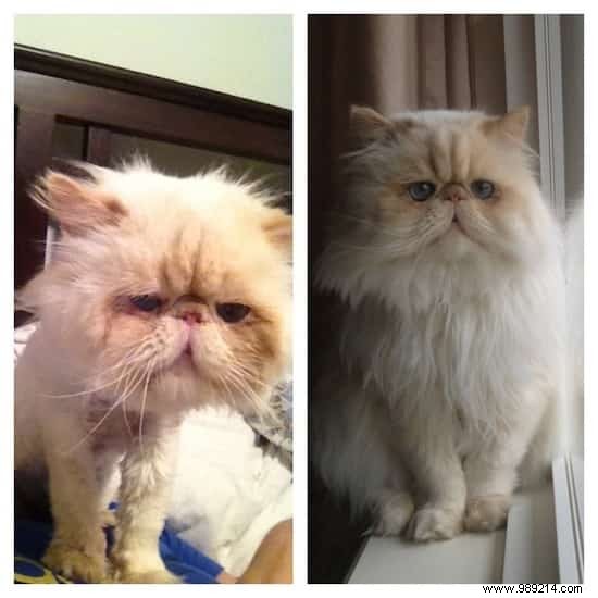 39 Before/After Photos That Show How Love Changed These Cats  Lives. 