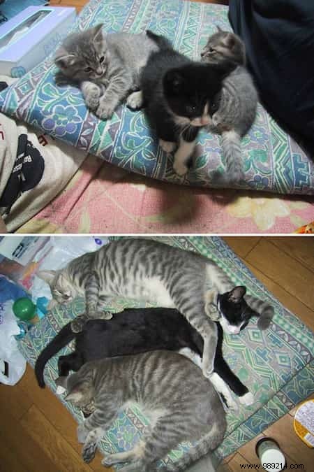 39 Before/After Photos That Show How Love Changed These Cats  Lives. 