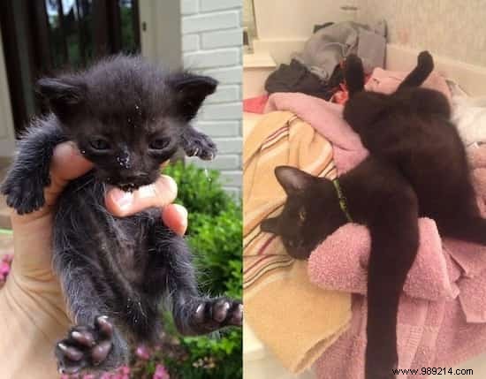 39 Before/After Photos That Show How Love Changed These Cats  Lives. 