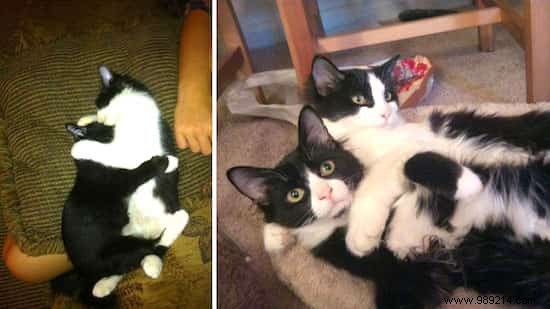 39 Before/After Photos That Show How Love Changed These Cats  Lives. 