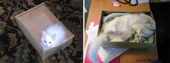 39 Before/After Photos That Show How Love Changed These Cats  Lives. 