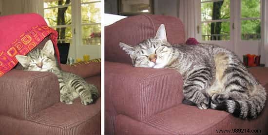 39 Before/After Photos That Show How Love Changed These Cats  Lives. 